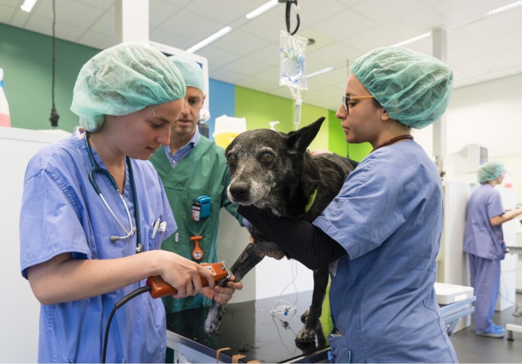 Dog getting its leg shaved during a veterinarian class